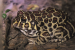 Santa Fe Frog