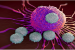Role of T Cells in Fat and Muscle Loss During Infection