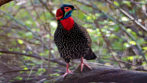 Western Tragopan