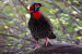 Western Tragopan