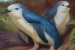 Wilson’s Little Penguin