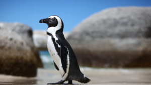 African Penguins Facing Extinction by 2035