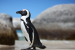 African Penguins Facing Extinction by 2035