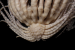 Antarctic Strawberry Feather Star