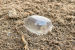Crystal Quartz Weighing Unit
