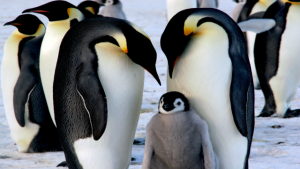 Emperor Penguins Face “Quasi Extinction”