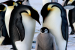 Emperor Penguins Face “Quasi Extinction”