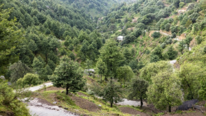 “Climate Change Threatens Himalayan Cedar