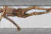New Genetic Insights from Ötzi
