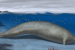 What is Perucetus colossus?