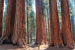 Redwoods Rising Project