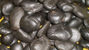 शालिग्राम पर जलवायु परिवर्तन का प्रभाव : मुख्य बिंदु