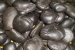 Impact of Climate Change on Shaligrams