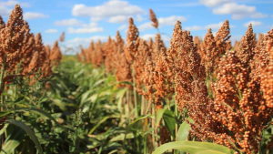 USDA’s Advanced Sorghum Varieties