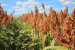 USDA’s Advanced Sorghum Varieties