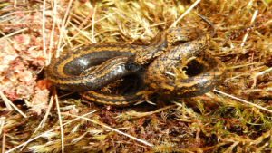 Tachymenoides harrisonfordi