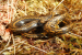 Tachymenoides harrisonfordi