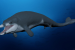 Tutcetus rayanensis