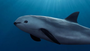 IWC’s First Extinction Alert