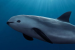 IWC’s First Extinction Alert