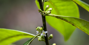 Rediscovery of Ilex sapiiformis