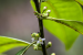 Rediscovery of Ilex sapiiformis