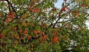 FUNGA अभियान क्या है?