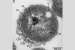 Poriferisphaera hetertotrophicis