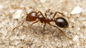 Invasive Red Fire Ant Species Detected in Italy
