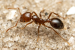 Invasive Red Fire Ant Species Detected in Italy