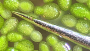 Watermeal and Space Nutrition