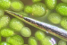 Watermeal and Space Nutrition