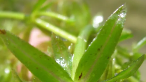Hydrilla Found in Michigan for the First Time