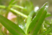 Hydrilla Found in Michigan for the First Time