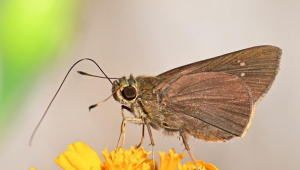 Discovery of Rare Paintbrush Swift Butterfly in Himachal Pradesh