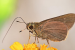 Discovery of Rare Paintbrush Swift Butterfly in Himachal Pradesh