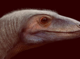 New Genus and Species of Silesaur Unearthed in Brazil