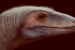 New Genus and Species of Silesaur Unearthed in Brazil