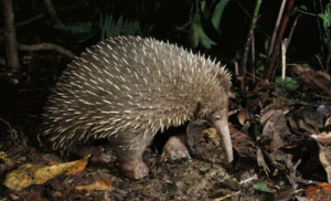 Rediscovery of the Elusive Attenborough’s Long-Beaked Echidna in Indonesia