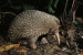 Rediscovery of the Elusive Attenborough’s Long-Beaked Echidna in Indonesia