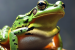 New ‘Music Frog’ Species Discovered in Arunachal Pradesh