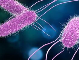 Salmonella Outbreak Linked to Cantaloupes: One Dead, 17 Hospitalized in Canada