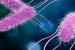 Salmonella Outbreak Linked to Cantaloupes: One Dead, 17 Hospitalized in Canada