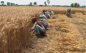 भारतीय किसानों को 2022 में निर्यात उपायों के कारण $169 बिलियन के निहित कर का सामना करना पड़ा : OECD