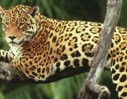 International Efforts to Combat Illegal Trade and Protect Jaguars and Big Cats