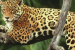 International Efforts to Combat Illegal Trade and Protect Jaguars and Big Cats