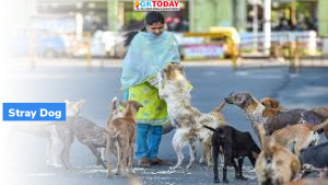 Delhi Faces Stray Dog Crisis