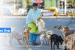 Delhi Faces Stray Dog Crisis