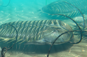 Ten New Trilobite Species Unearthed in Thailand