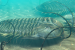Ten New Trilobite Species Unearthed in Thailand